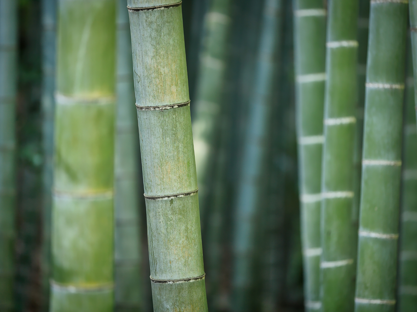 Diffuser Himalayan Bamboo