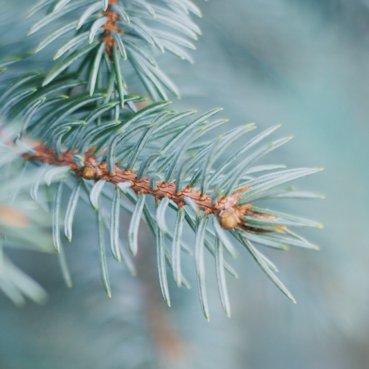 Blue Spruce Candle