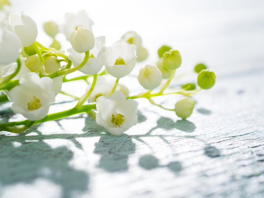 Lily of the Valley